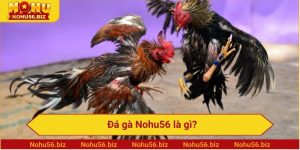 Đá gà Nohu56 là gì?