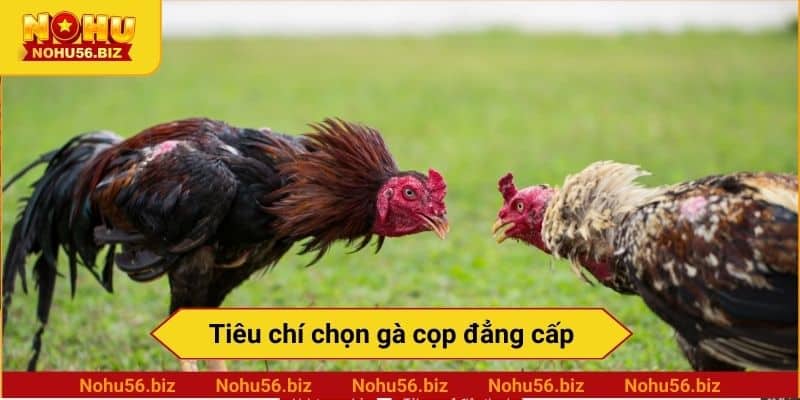 Tiêu chí chọn gà cọp đẳng cấp